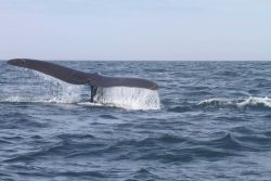 Northern right whale tail. Photo