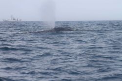 Northern right whale blowing with NOAA Ship OREGON II in background. Photo