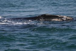 North Atlantic right whale Photo