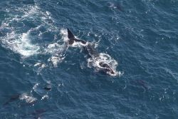 North Atlantic right whale amidst pilot whales Photo