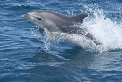 Bottlenose dolphin Image