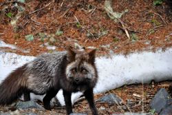 A startled looking fox. Image