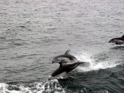 Leaping dolphins. Image