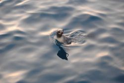 Young sea lion Photo