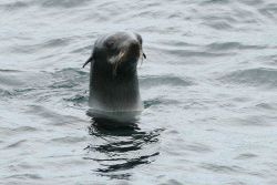 Young sea lion Photo