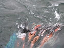 Hair seal caught in net Image