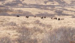 Home on the range in Kodiak Image