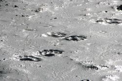 Bear tracks. Image