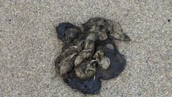 Bear scat. Image