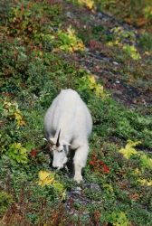 Mountain goats. Image