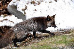 Arctic blue fox. Image