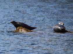 Harbor seals Image