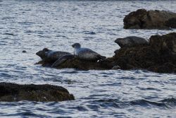 Harbor seals Image