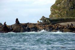 Steller sea lions. Photo