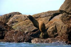 Steller sea lion. Photo