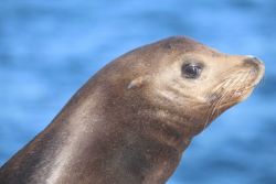 Head shot of Steller sea lion Photo