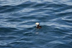 Horned puffin swimming. Image