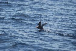 Horned puffin taking off. Image