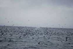 A profusion of sea birds with a blowing whale in the center. Image