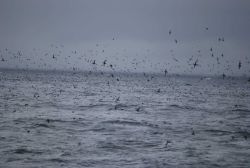 A profusion of sea birds Image