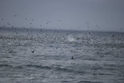 A profusion of sea birds with a blowing whale in the center. Image