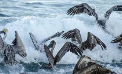 A squadron of pelicans crashing into waves while feeding. Image