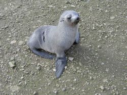 An Antarctic fur seal pup Image