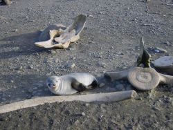 A seal pup snoozing by whale vertebrae and rib bones Image