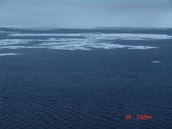 Open water and first-year ice floes. Image