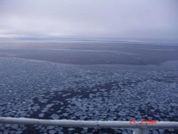 Pancake ice Image