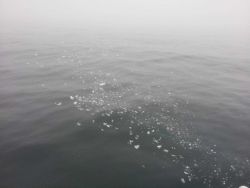 Little teensy bits of ice on the sea surface. Image