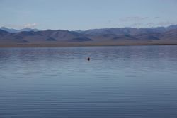 A drift buoy off Demarcation Point with the Brooks Range to the south. Image