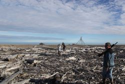 Photographers and bear lookout amongst the driftwood at Demarcation Point Image