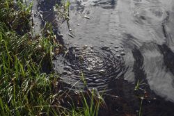 Possibly methane bubbling up in a melt pool on the tundra at Demarcation Point. Image