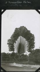A traveler palm tree (Ravenala madagascariensis). Image