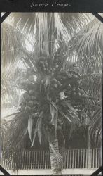 An overactive coconut palm. Image