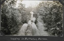 Logging in Batottan, British North Borneo. Image