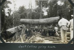 A huge log being placed on a railroad car at Batottan, British North Borneo. Image