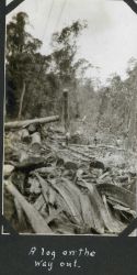 Destruction caused by logging at Batottan. Image