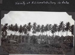 Palm trees in the vicinity of the constabulary at Jolo. Image