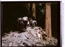 Hand-painted blown-up photograph of Cowboy Roy Bixby passing through the redwoods in Palo Colorado Canyon, the furthest south stand of redwoods in Cal Image