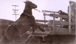Mule jumping on truck Image