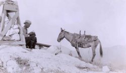 Lieutenant William Tucker and a pack mule at Station Pico Blanco. Image