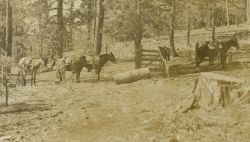 Packing mules with lumber to build tower on Mt Image