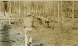 Packing mules with lumber to build tower on Mt Image