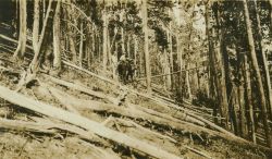 Passing over fallen timber on the way to Station Nevada. Image