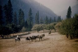 Floyd Risvold's pack train leaving Dale Ranch, about half way to the next camp. Image