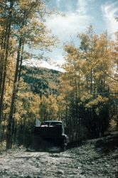 Aspen and evergreen in the high country Image