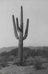 Giant saguaro cactus near Aguila Image