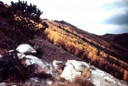 Autumn foliage in the southern Rockies Image